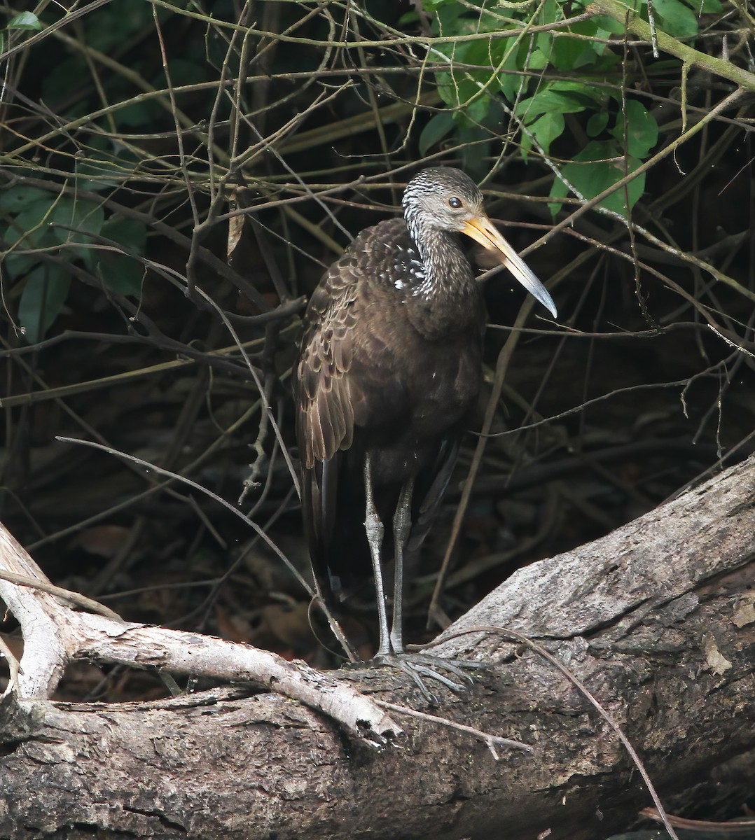 Limpkin - ML615614916