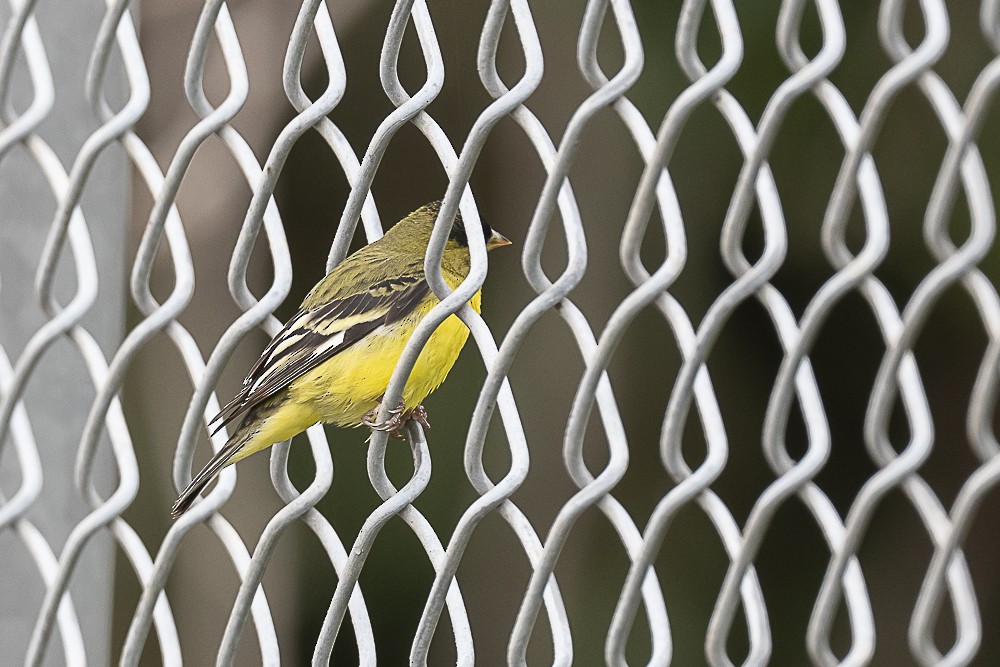 Lesser Goldfinch - ML615614921