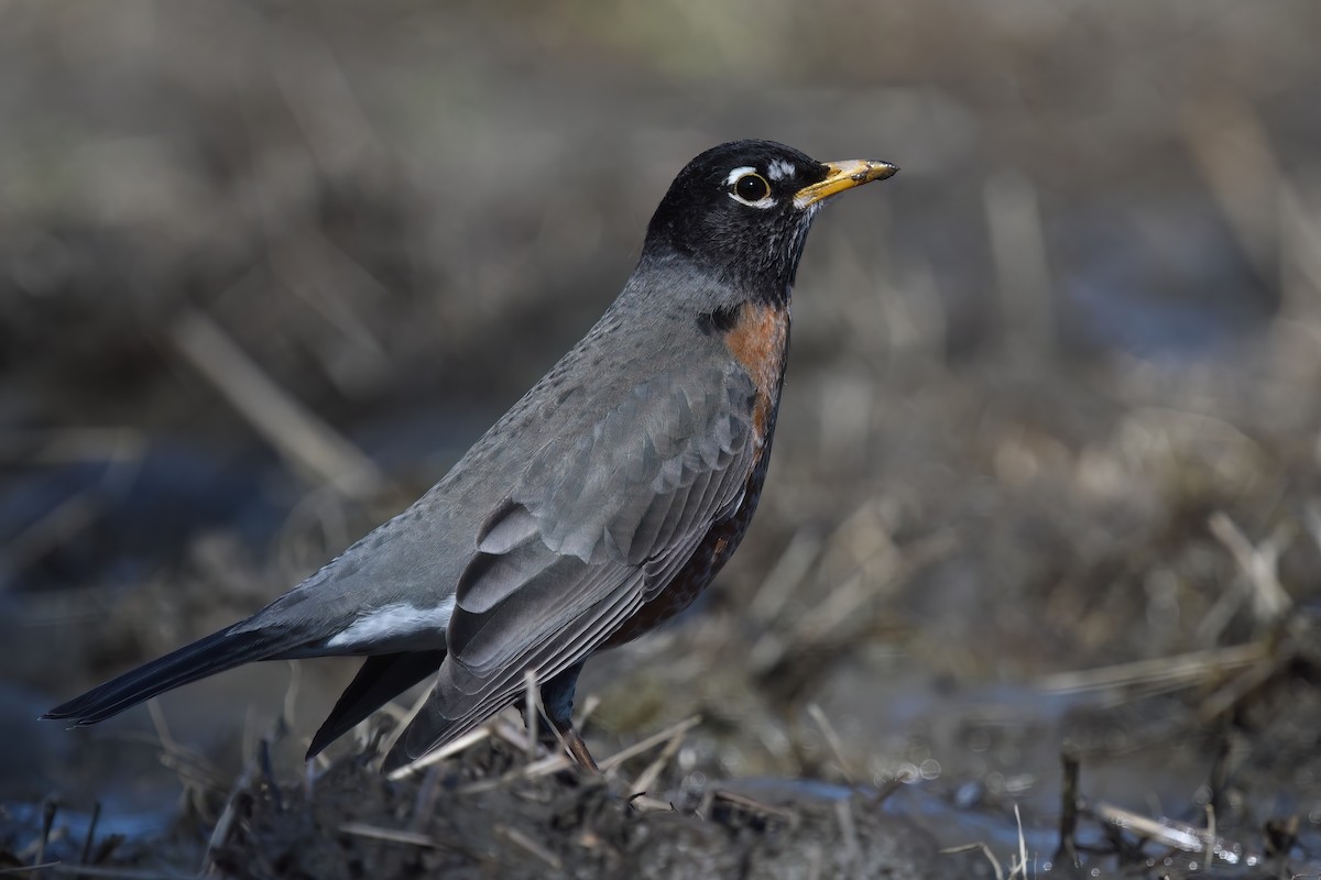 American Robin - Matt Spangler