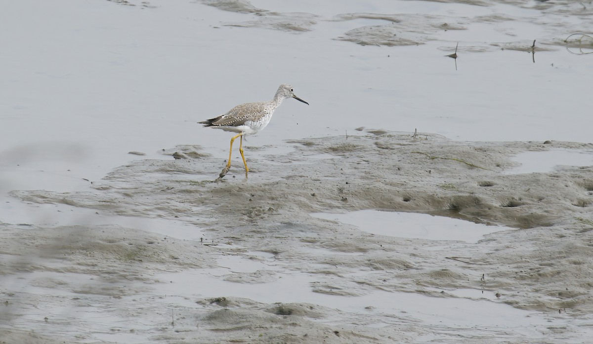 Greater Yellowlegs - ML615614937