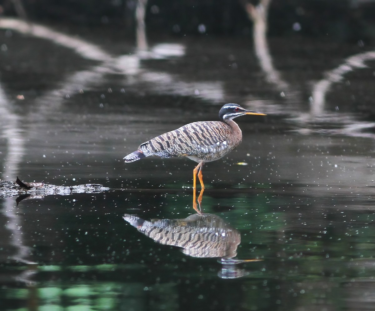 Sunbittern - ML615614949