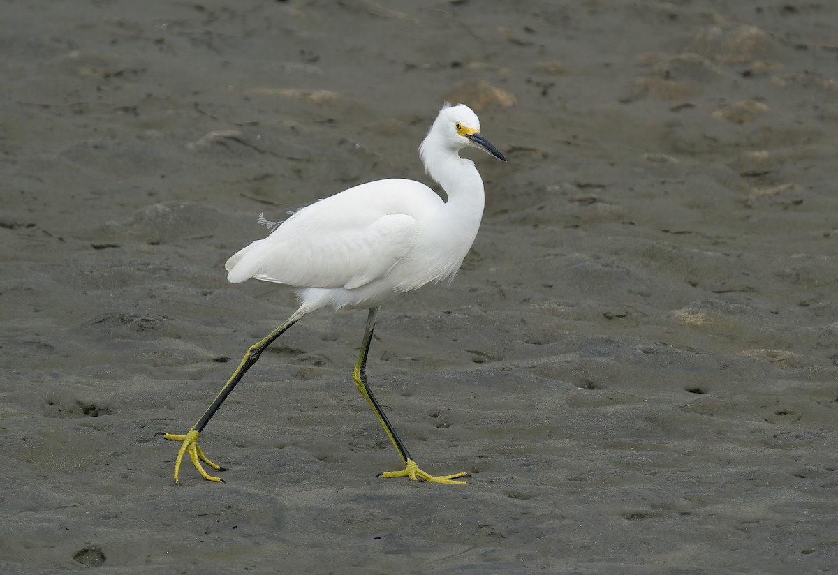 Snowy Egret - ML615614954