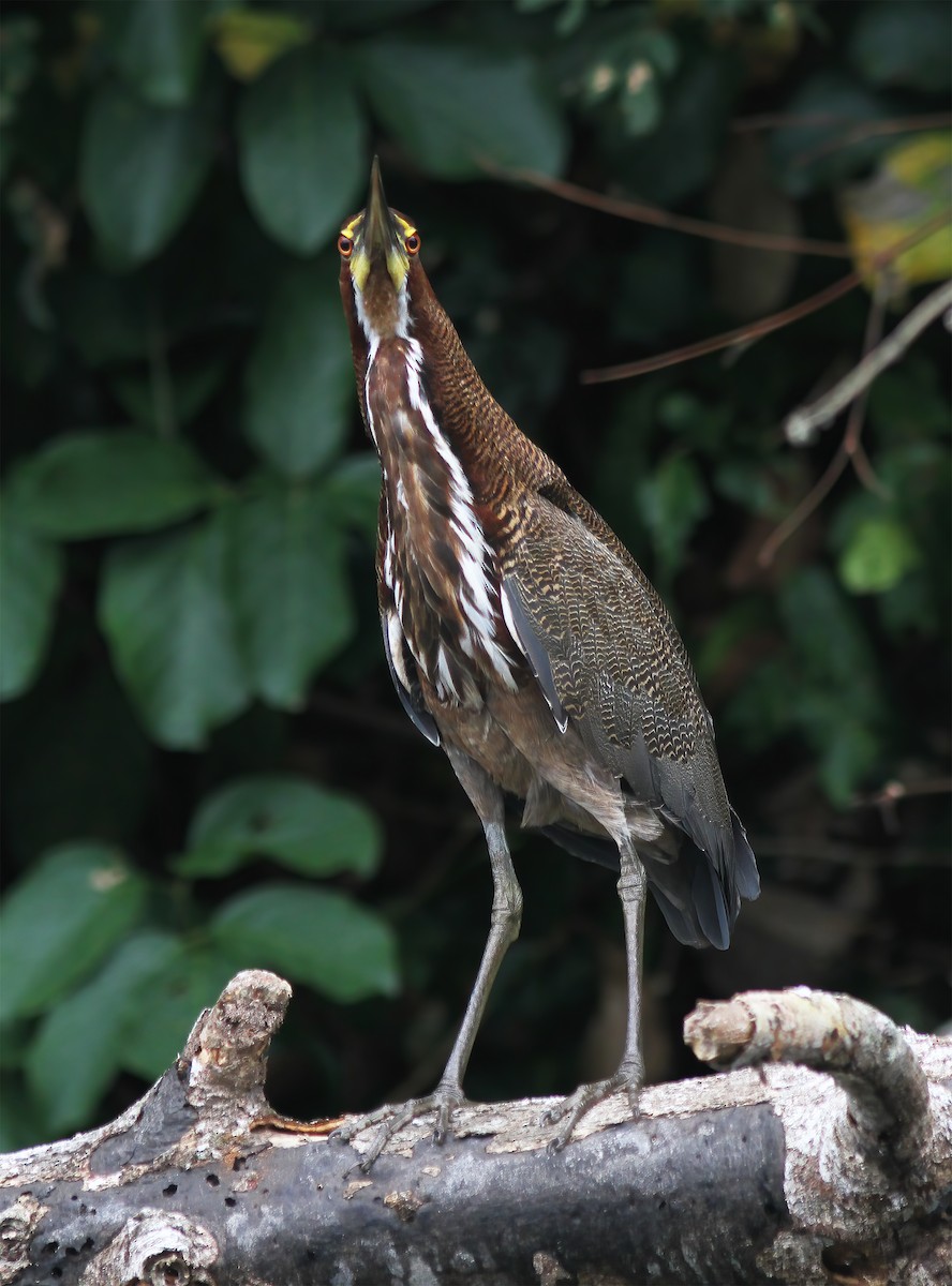 Rufescent Tiger-Heron - ML615614963