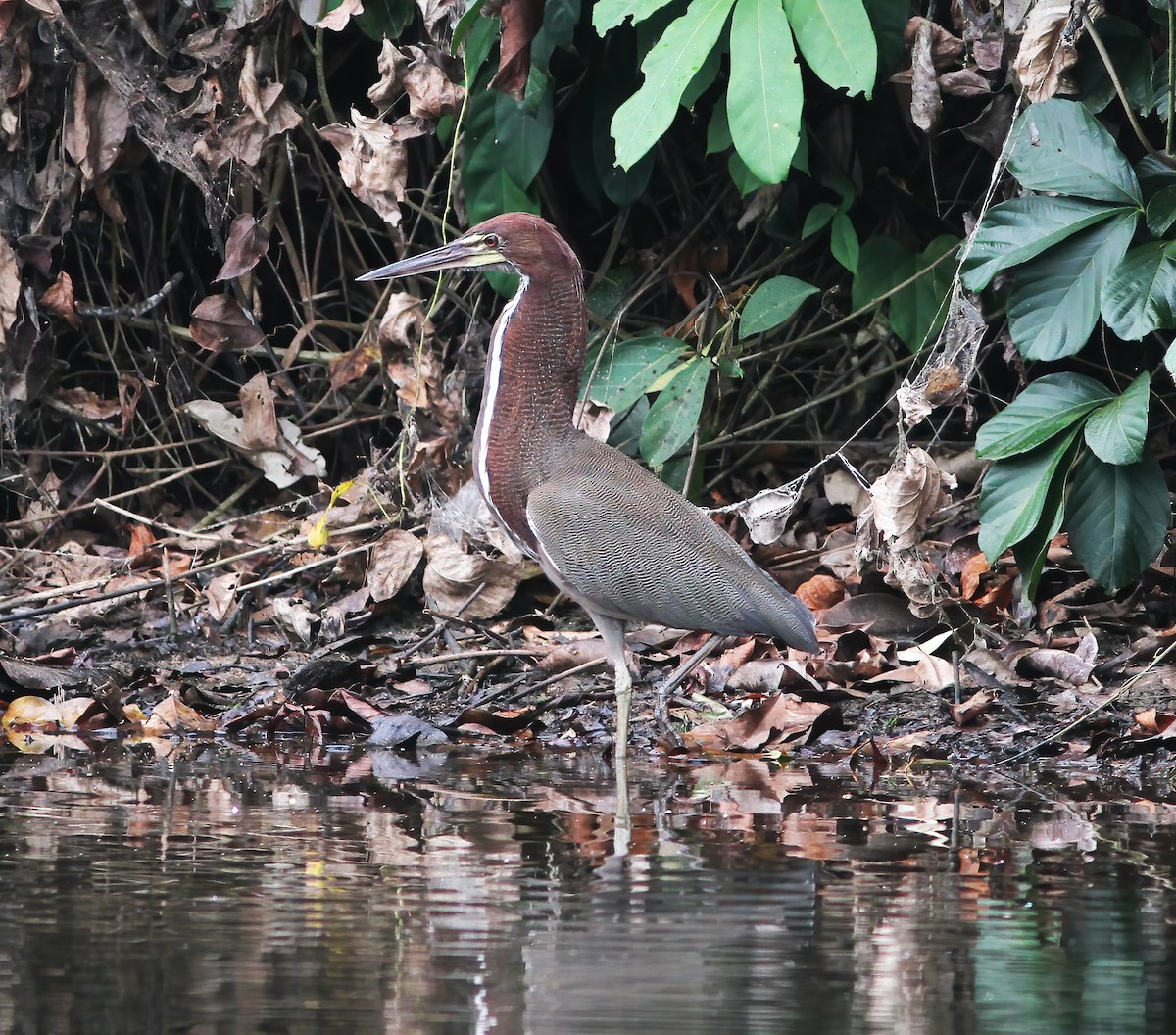 Rufescent Tiger-Heron - ML615614964