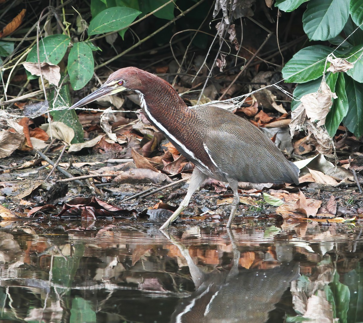 Rufescent Tiger-Heron - ML615614967