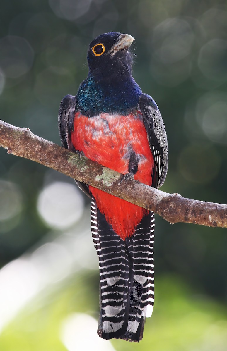 trogon modrotemenný - ML615614978