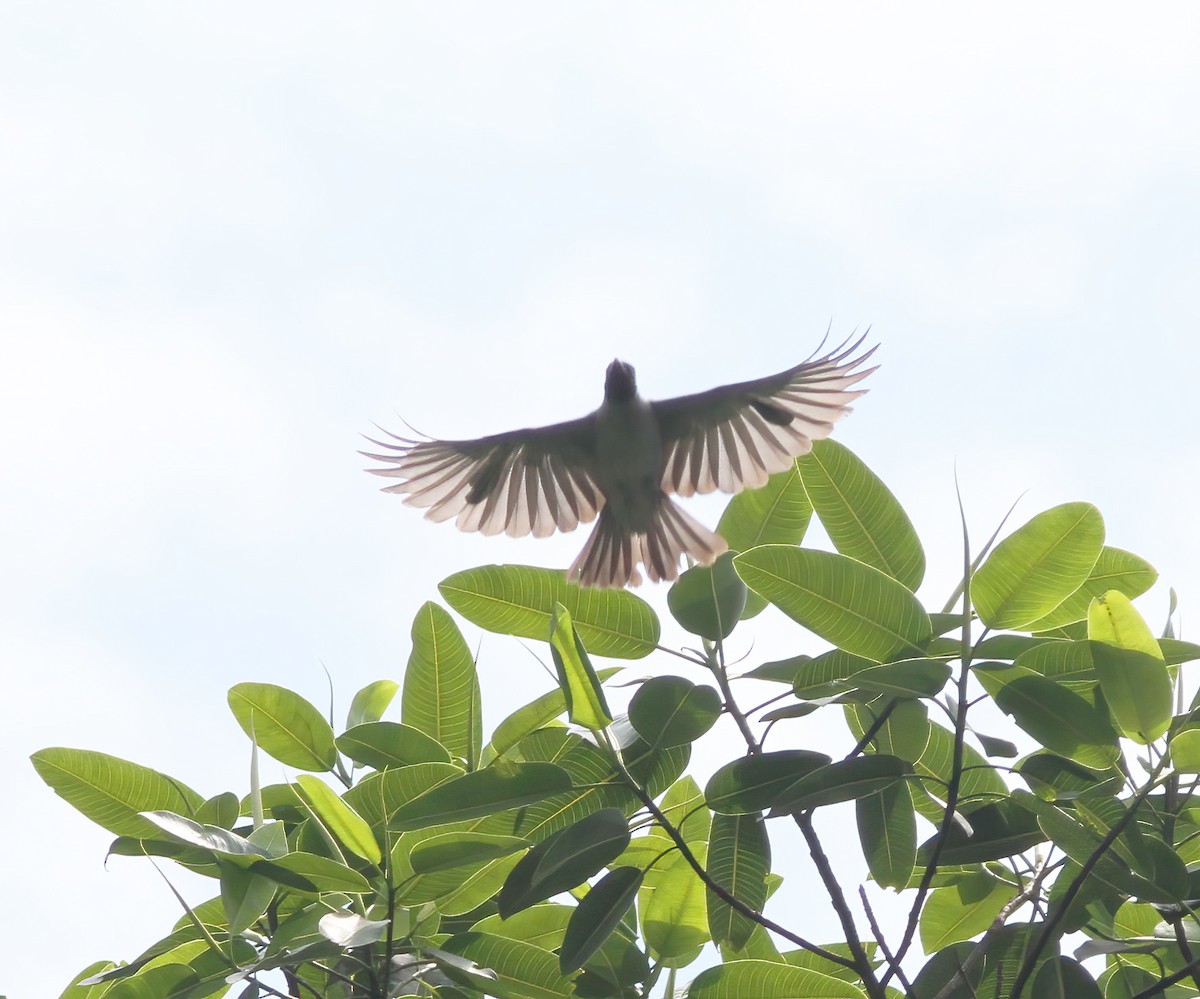 Black-faced Cotinga - ML615614983