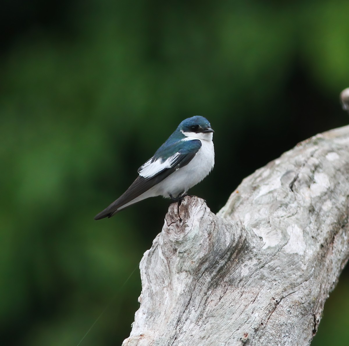 White-winged Swallow - ML615615009