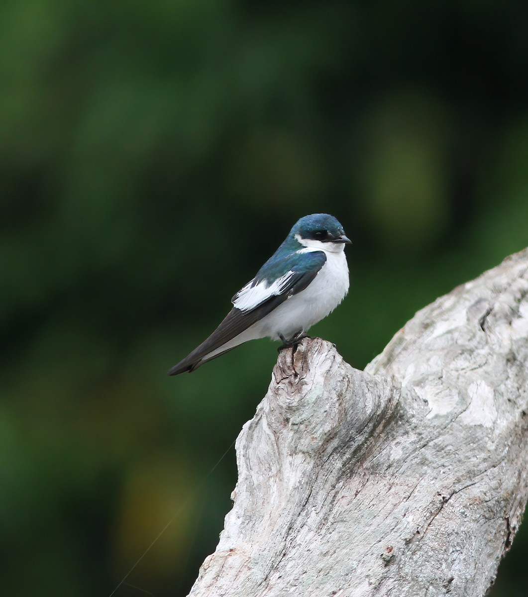 White-winged Swallow - ML615615010