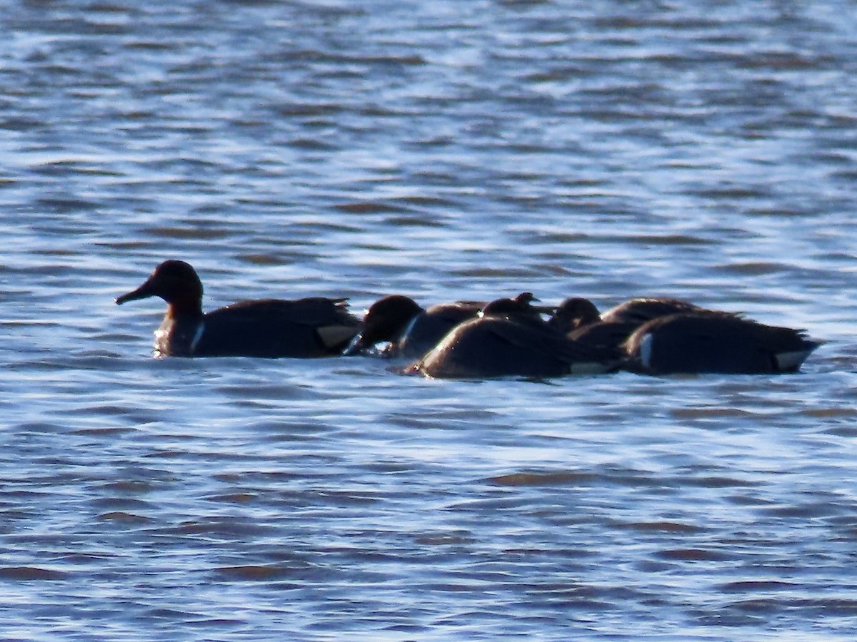 Green-winged Teal - Nathan Wilson