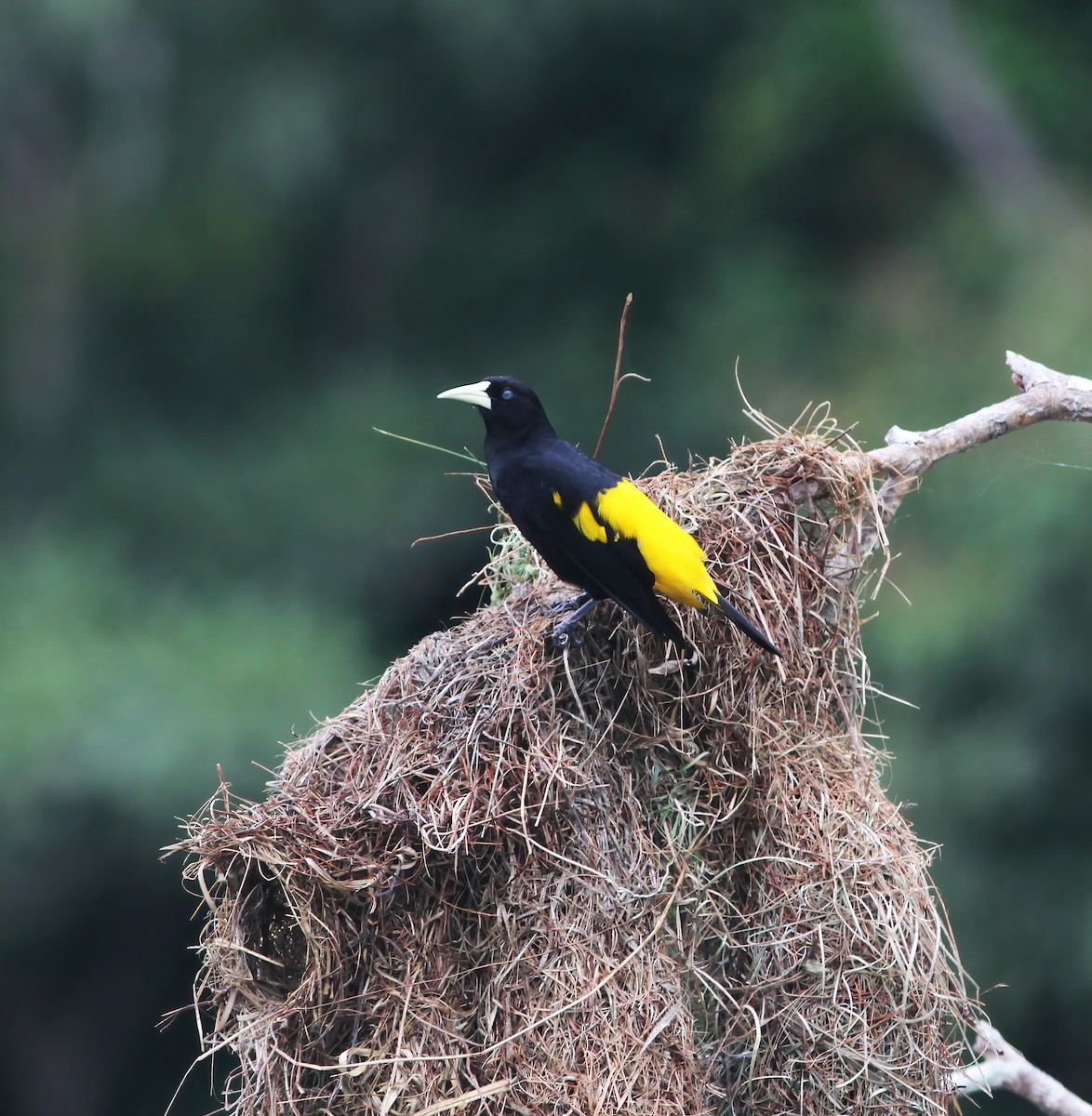 Yellow-rumped Cacique - ML615615024