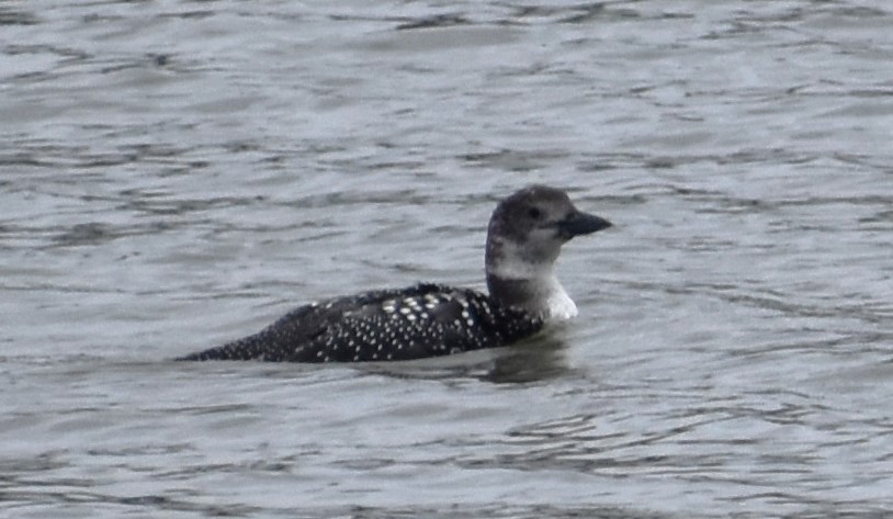 Common Loon - ML615615045