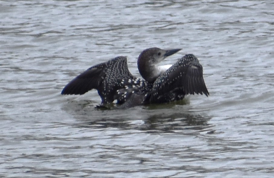 Common Loon - ML615615060