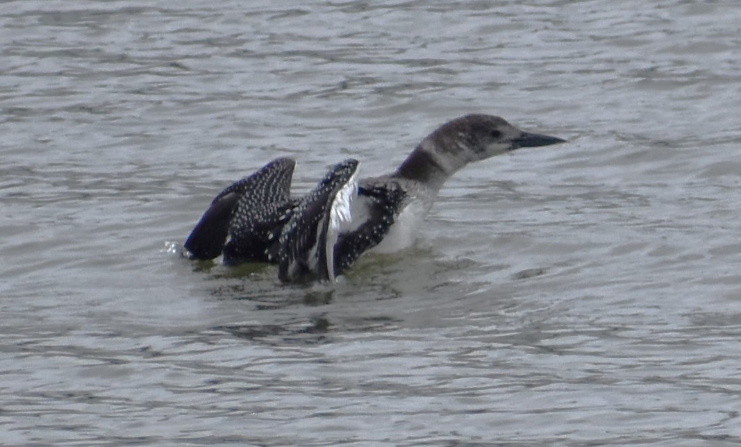 Common Loon - ML615615069