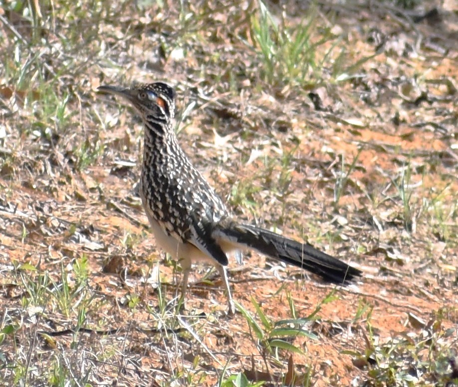 Greater Roadrunner - ML615615191