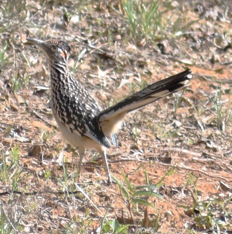 Greater Roadrunner - ML615615207