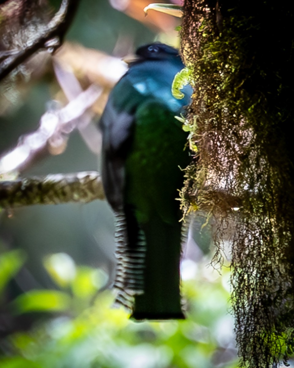 Collared Trogon - ML615615240