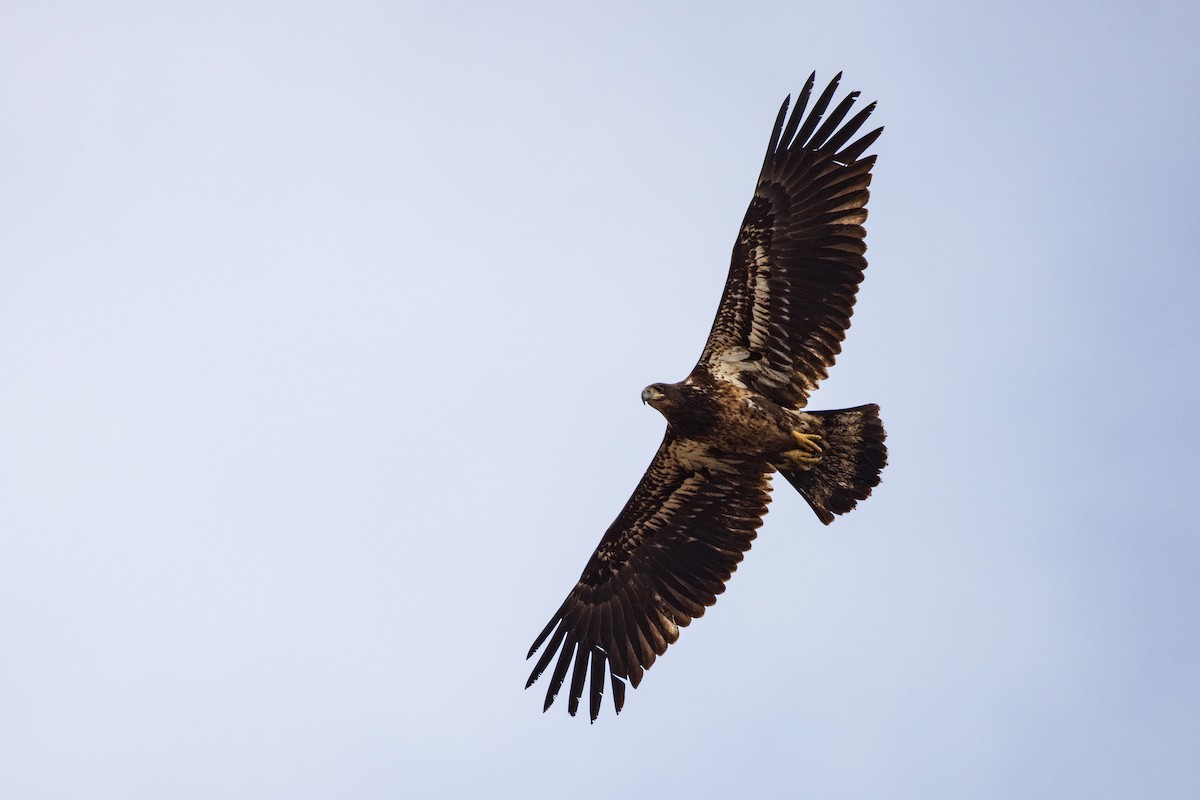 Bald Eagle - ML615615268