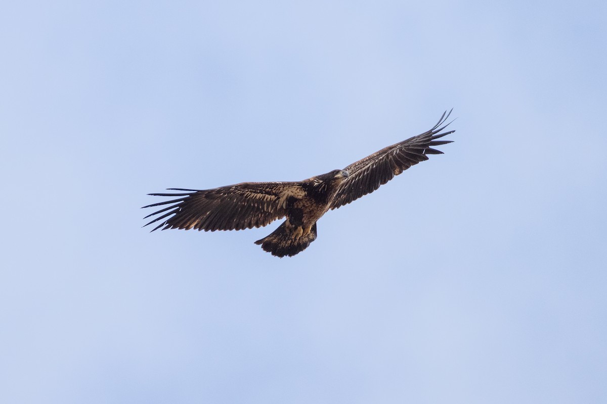 Bald Eagle - ML615615270