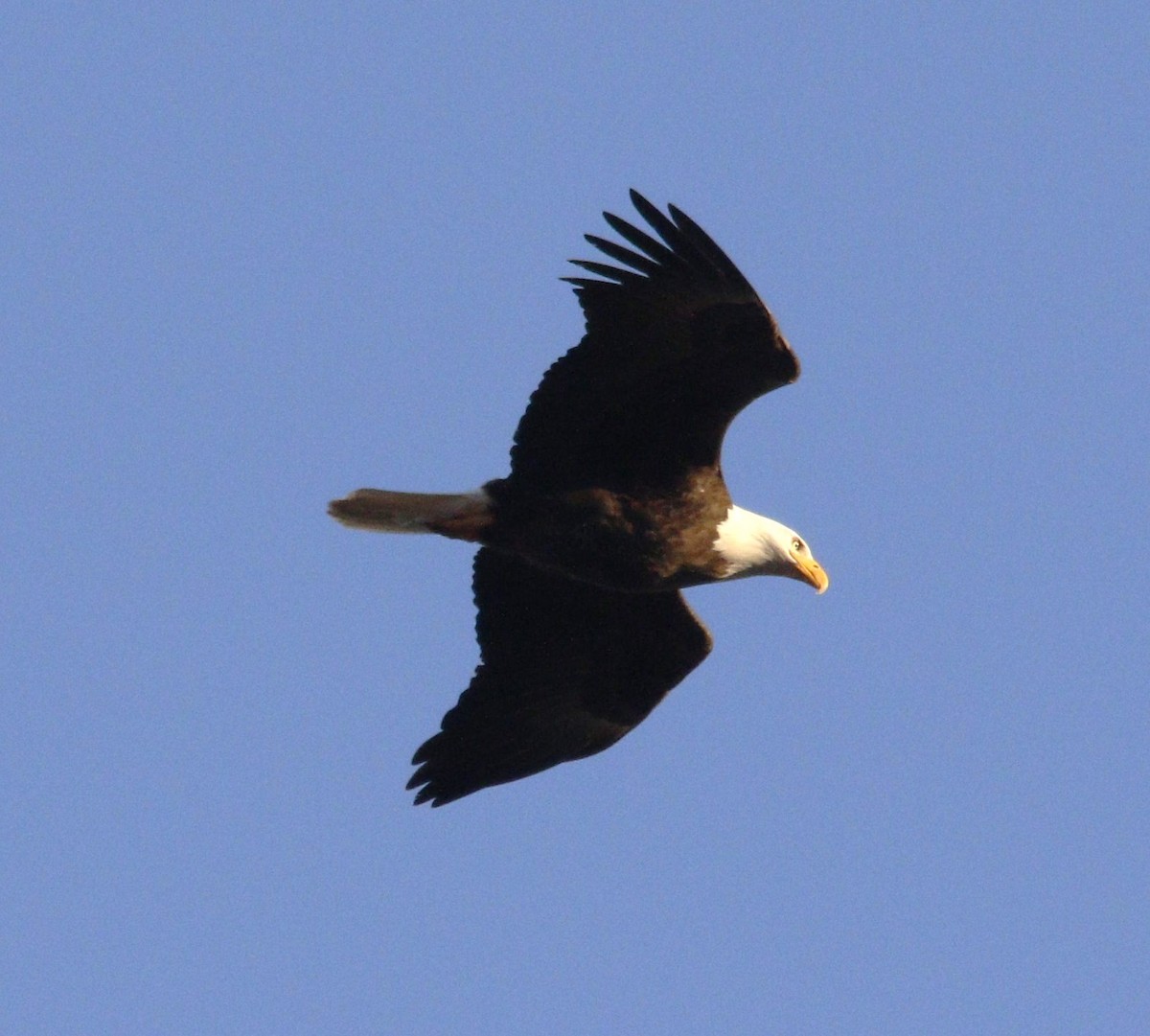 Bald Eagle - ML615615340