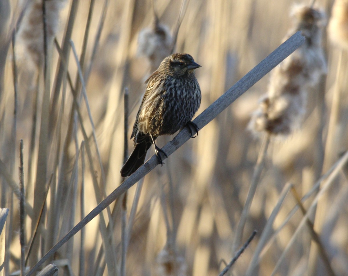 Red-winged Blackbird - ML615615350