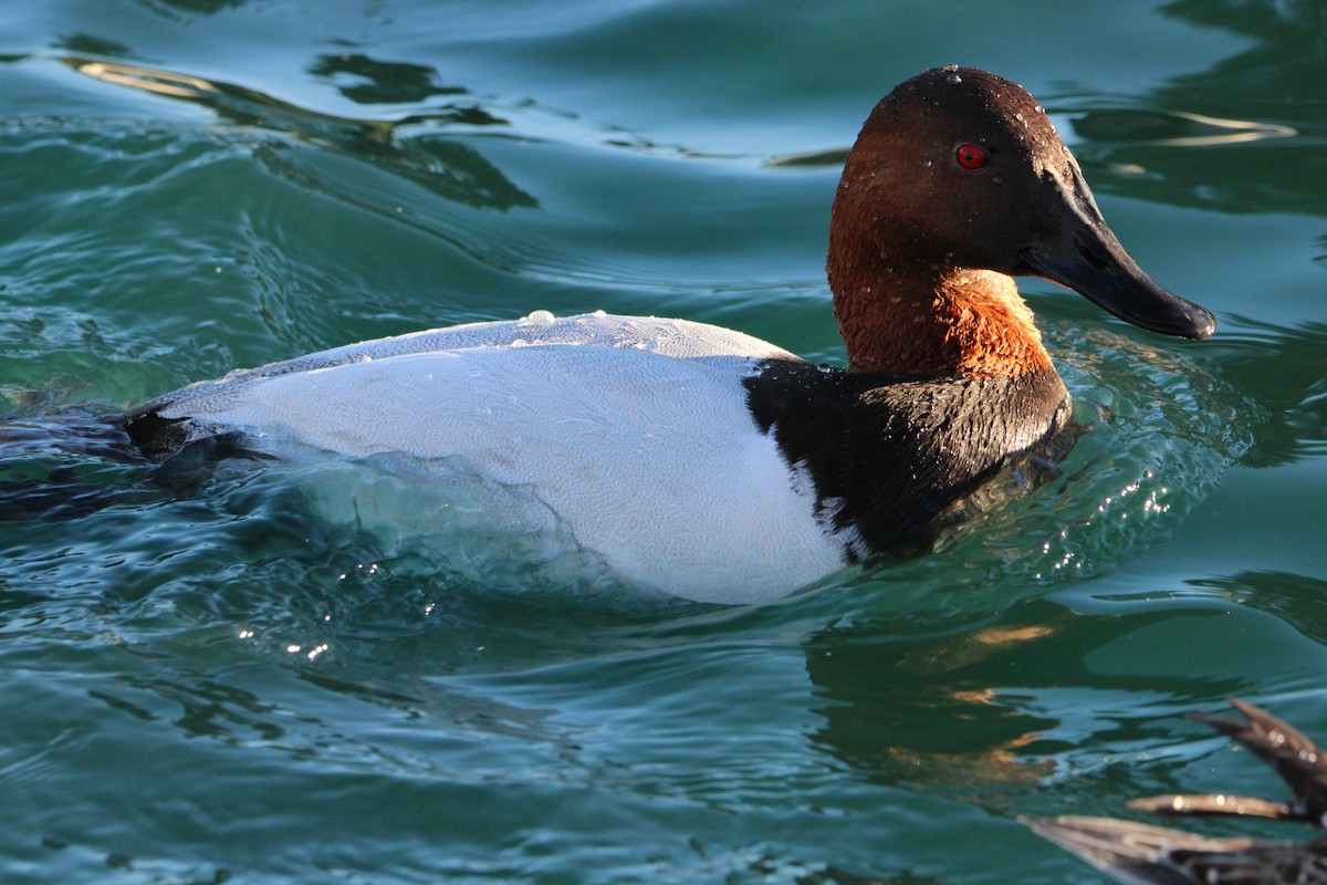 Canvasback - ML615615407