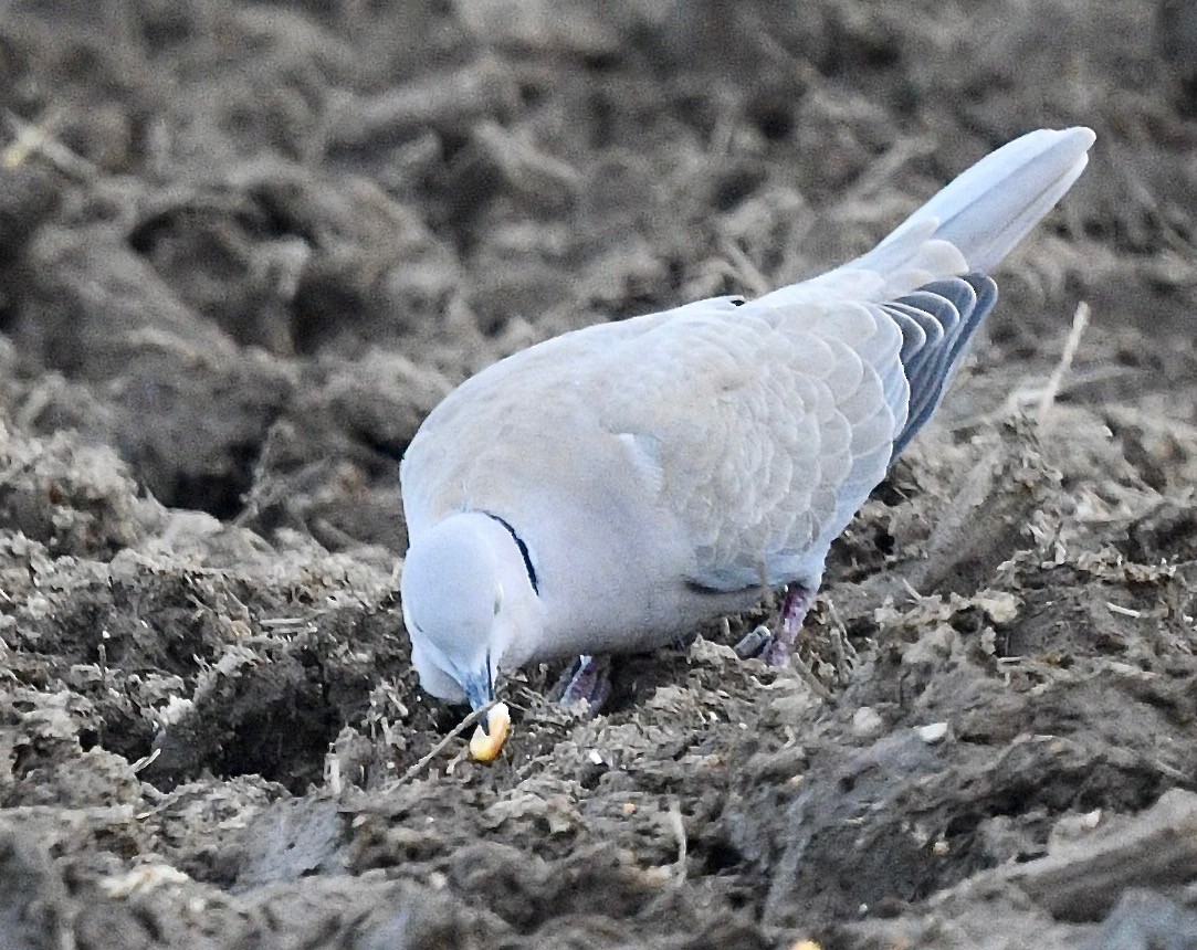 Eurasian Collared-Dove - ML615615463