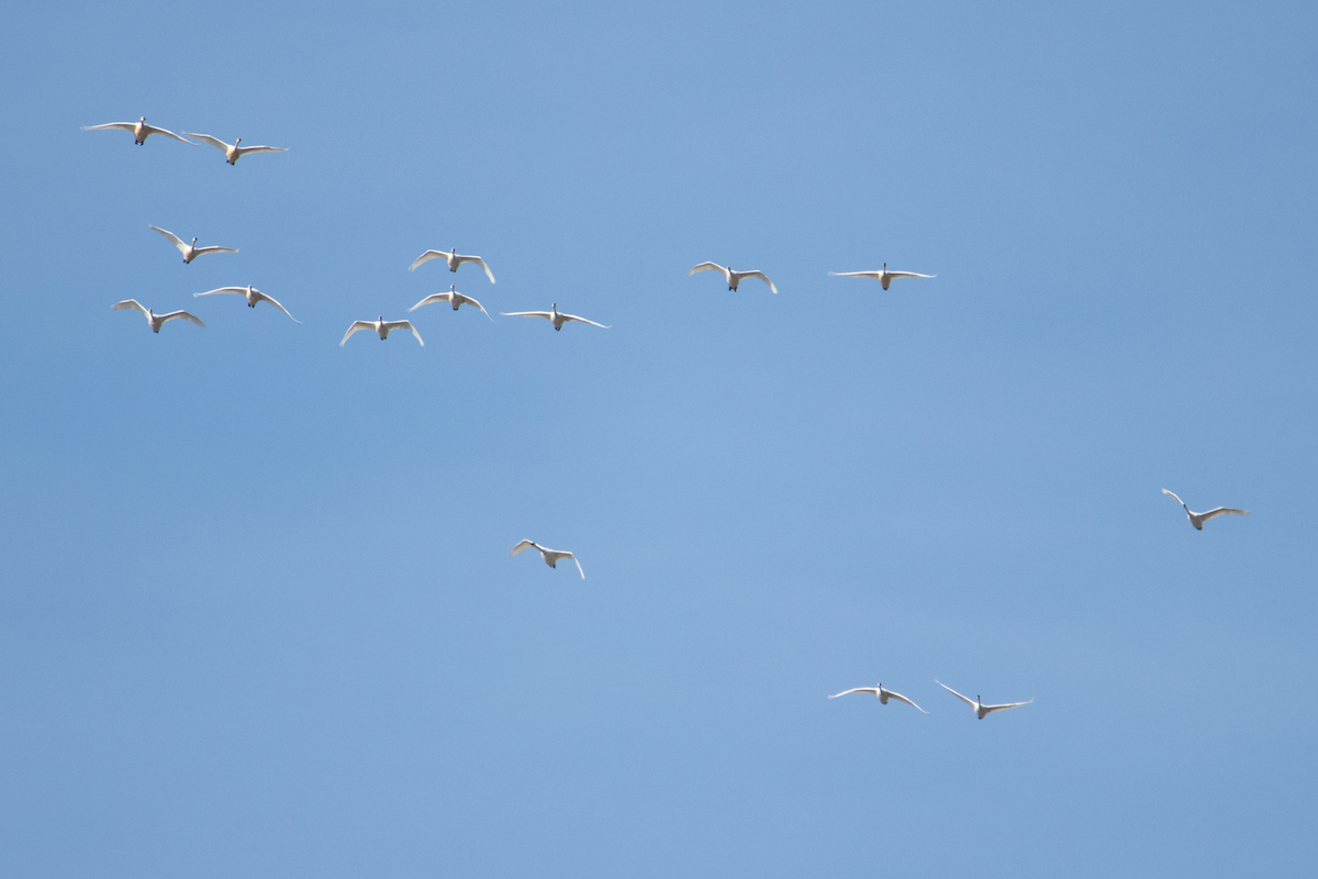 Tundra Swan - ML615615472