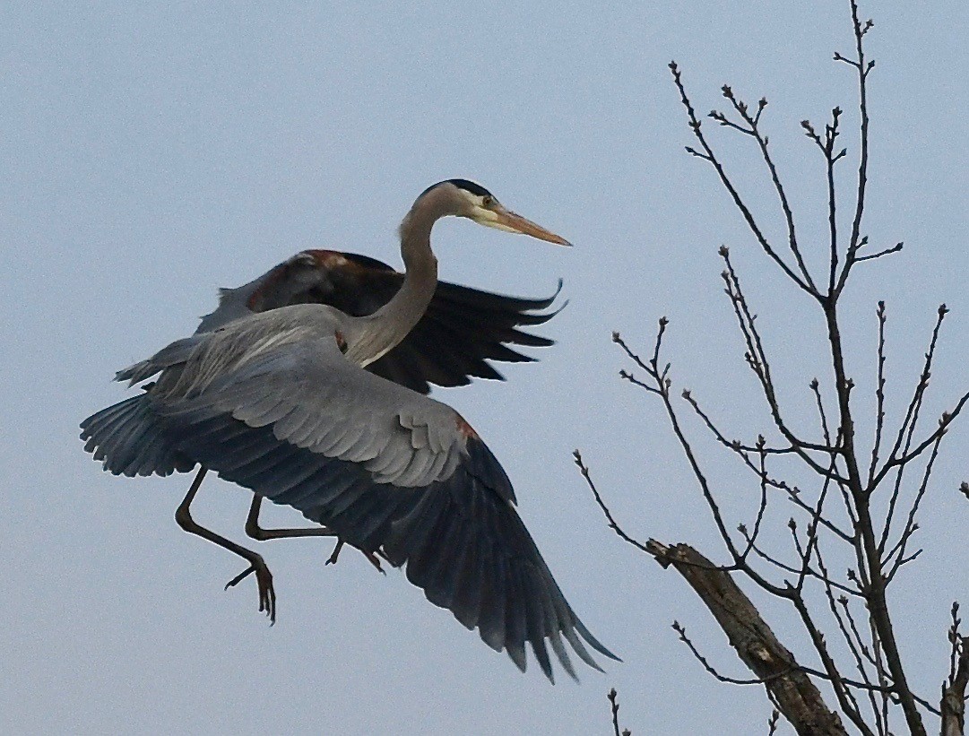 Great Blue Heron - ML615615484