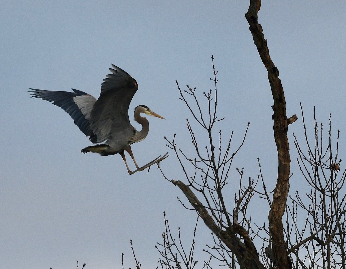 Great Blue Heron - Win Ahrens