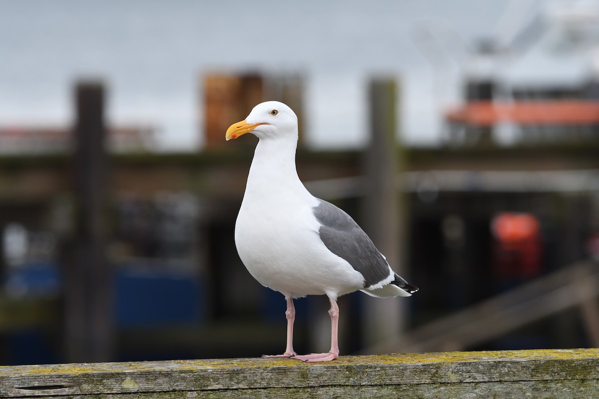 Western Gull - terence zahner