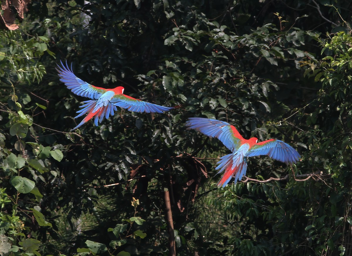 Red-and-green Macaw - Gary Rosenberg