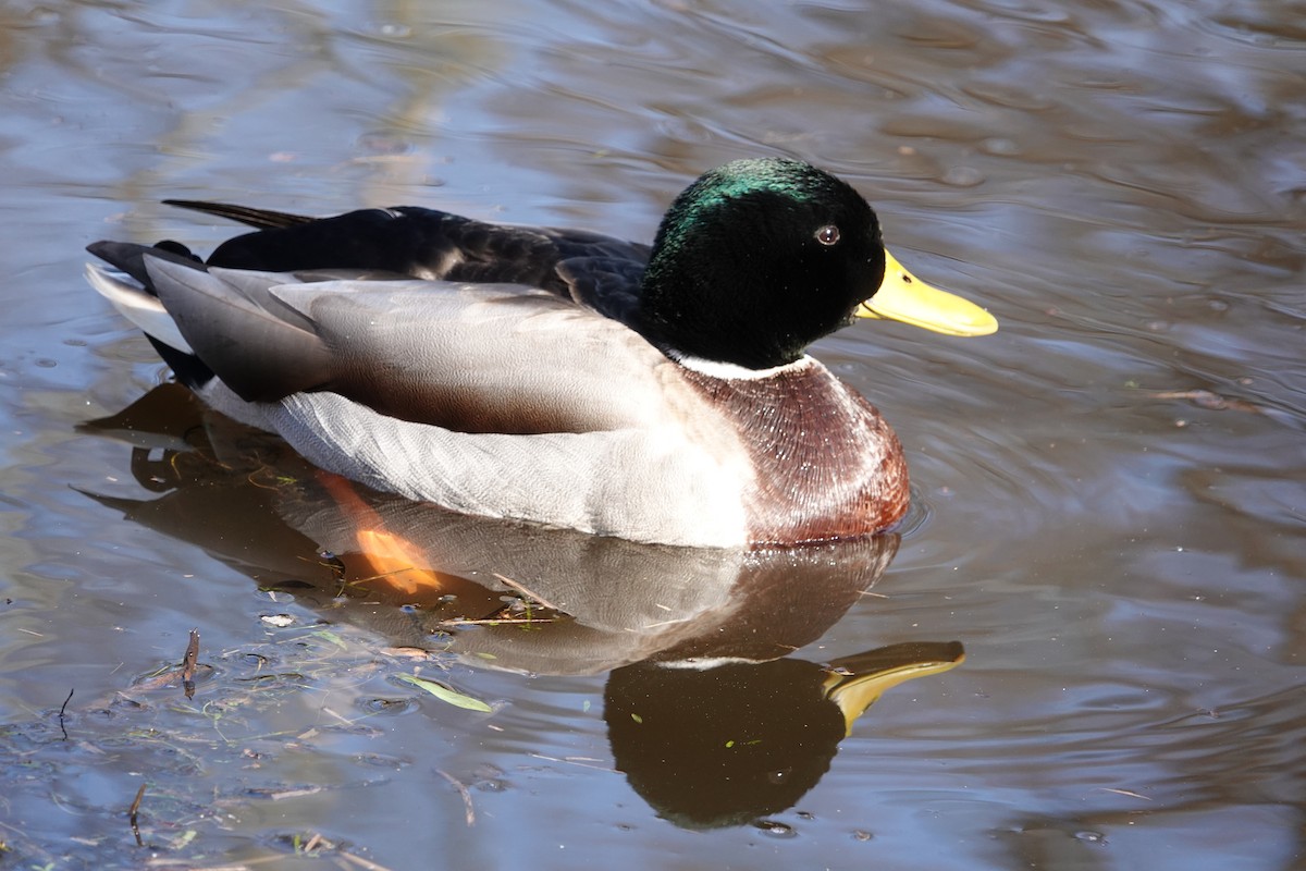 Mallard - ML615615516