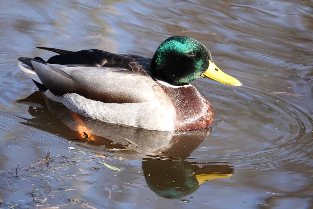 Canard colvert - ML615615517