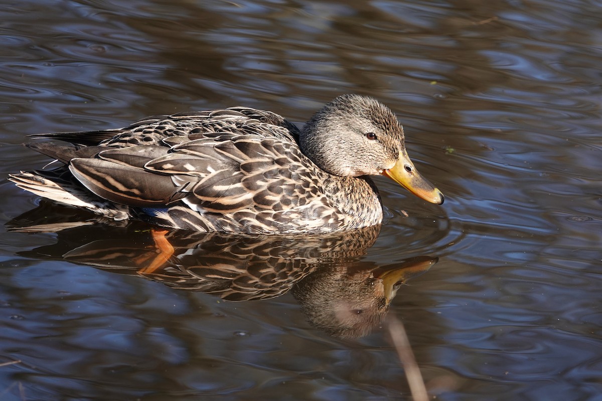 Canard colvert - ML615615518