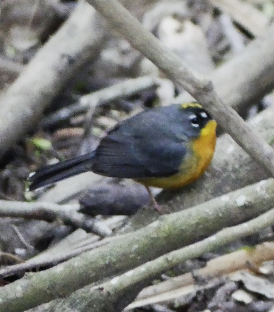 Fan-tailed Warbler - ML615615557