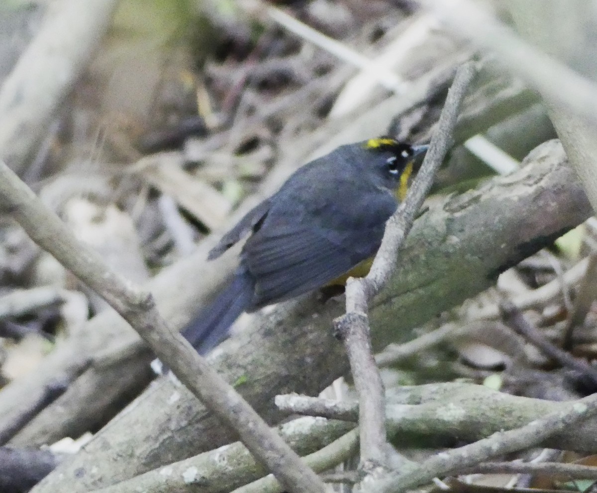 Fan-tailed Warbler - ML615615558