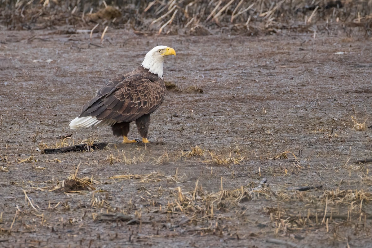 Weißkopf-Seeadler - ML615615591