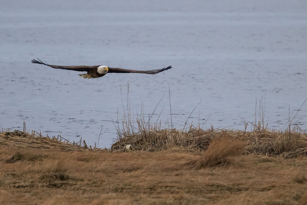 Bald Eagle - ML615615593