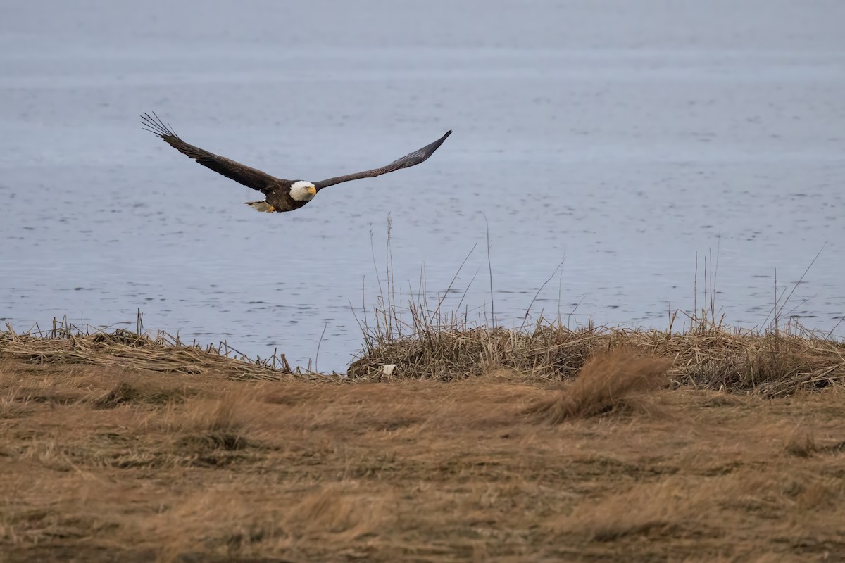 Weißkopf-Seeadler - ML615615595