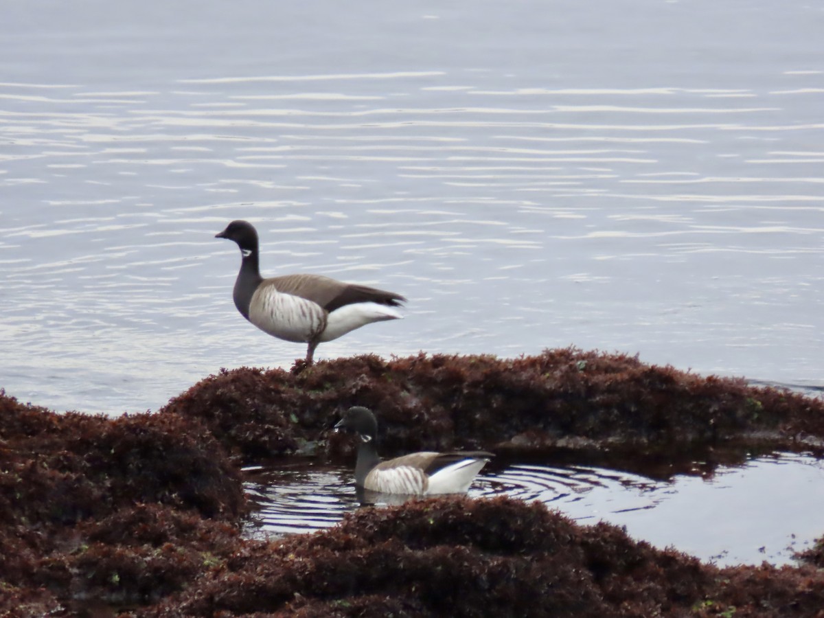 ringgås - ML615615639