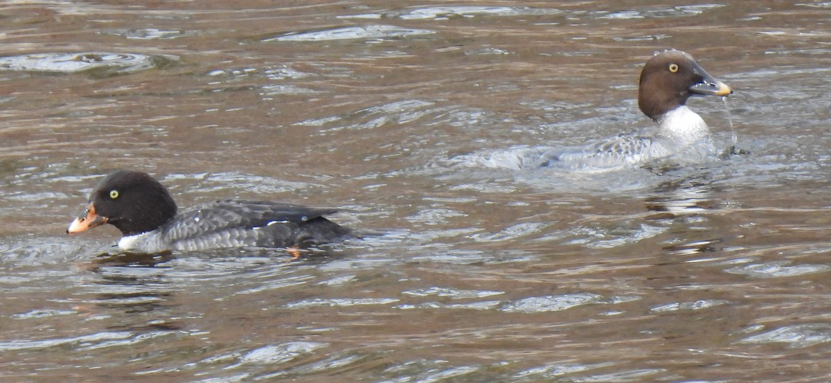 Common Goldeneye - ML615615679