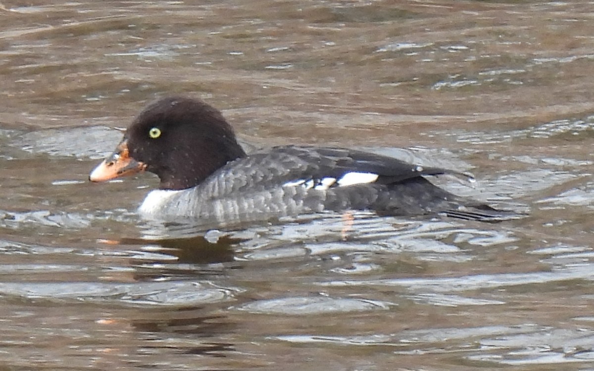 Common Goldeneye - ML615615686