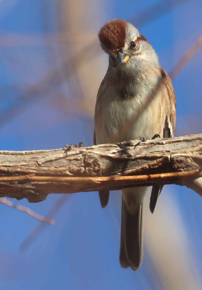 American Tree Sparrow - Joshua Uffman