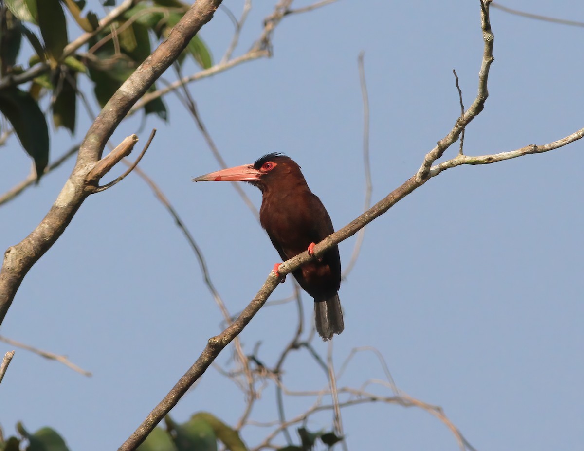 Purúsglanzvogel - ML615615705