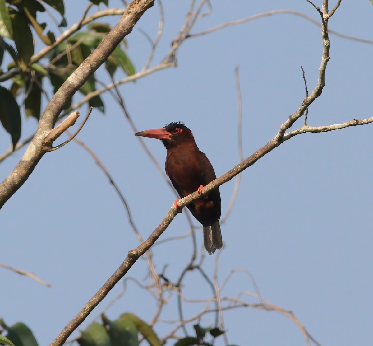 Purus Jacamar - ML615615706