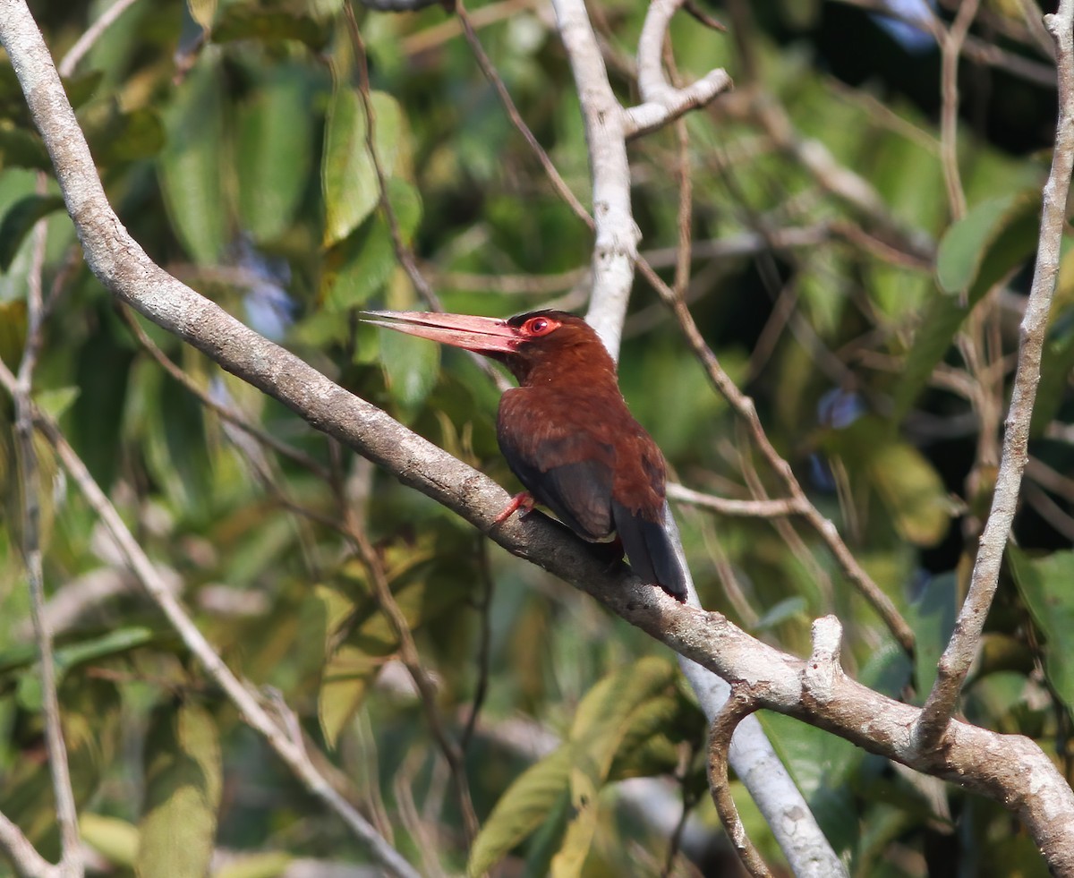 Purus Jacamar - ML615615709