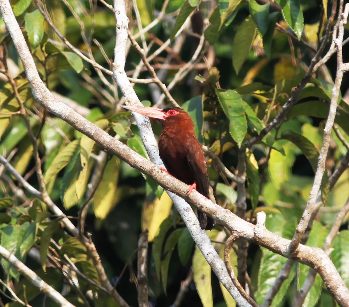 Purúsglanzvogel - ML615615710