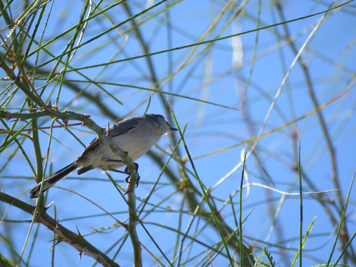 Black-tailed Gnatcatcher - ML615615718