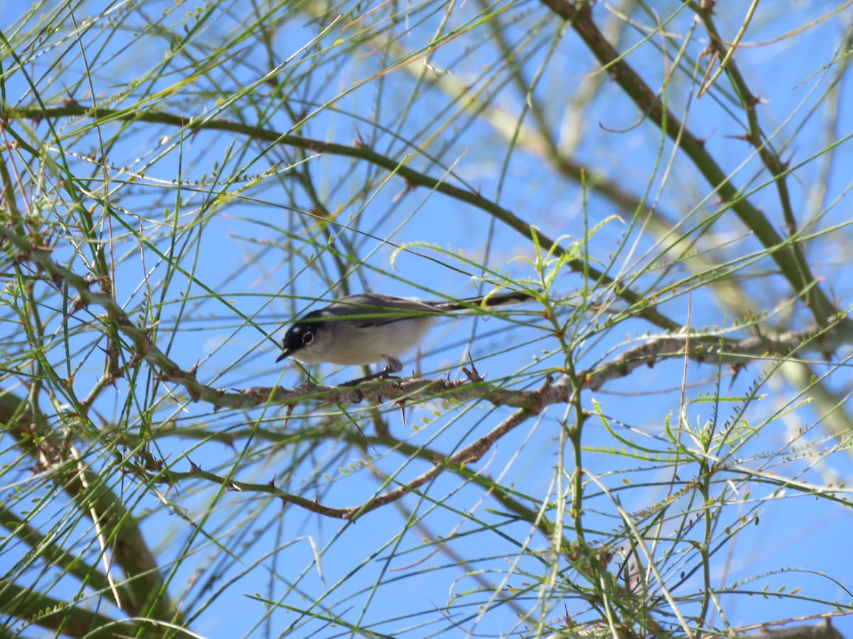 Black-tailed Gnatcatcher - ML615615719